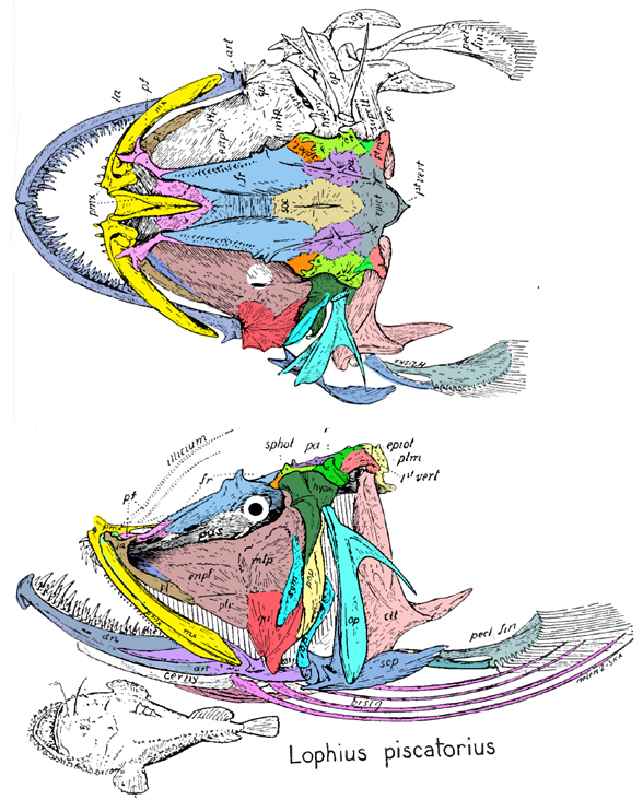 Lophius skull diagram