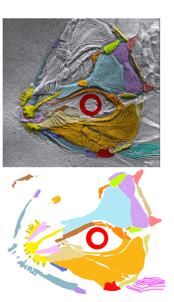 Luganoia skull