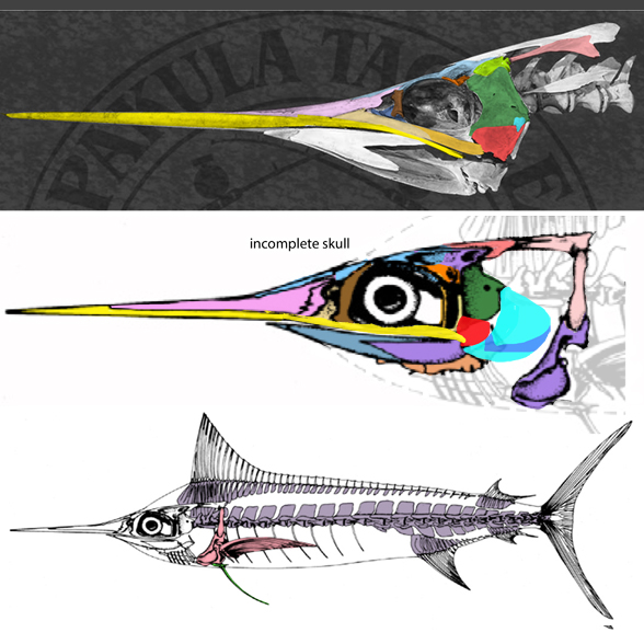 Makaira blue marlin