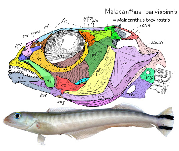 Malacanthus