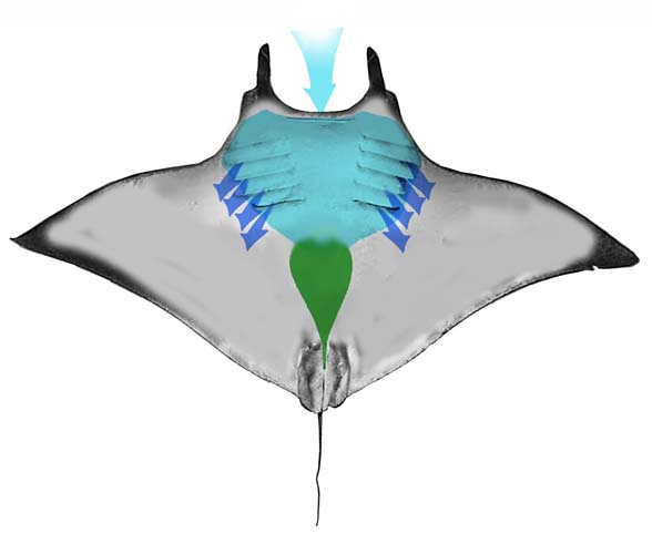 Manta ventral