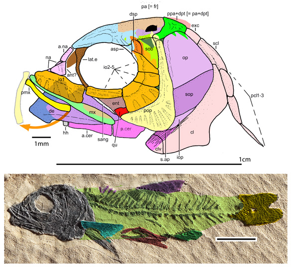 Marcopoloicthys