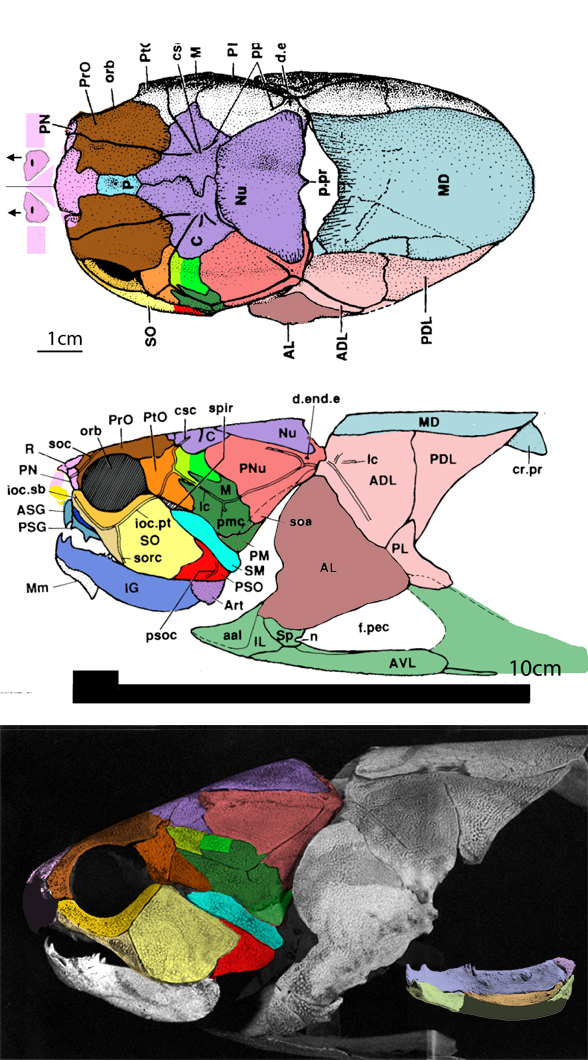 Mcnamaraspis