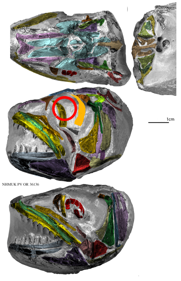 micrornatus left and righ