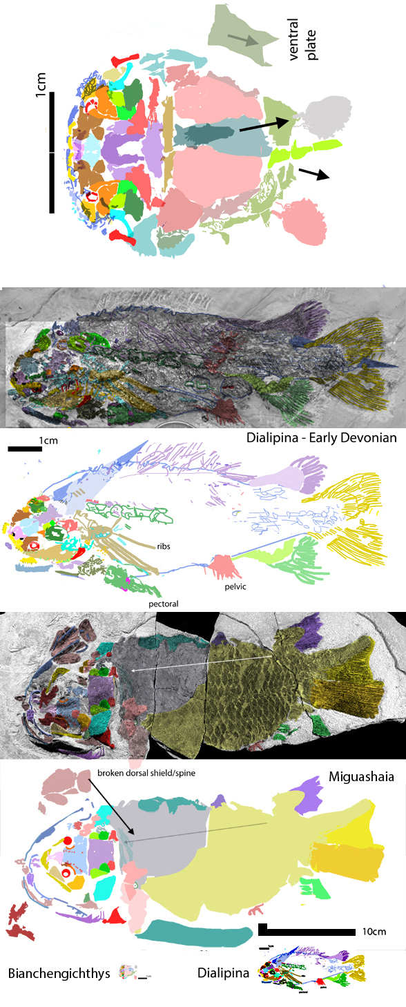 Bianchengicththys, Dialipina, Miguashaia