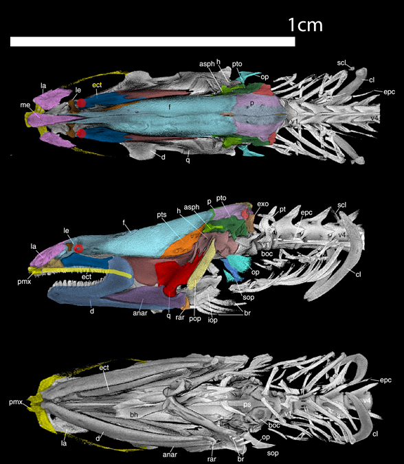 Monopterus skull