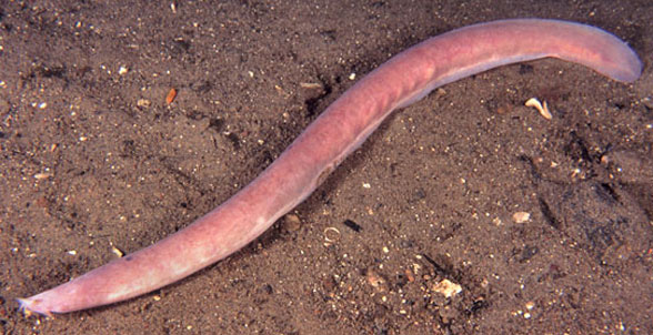 Myxine hagfish