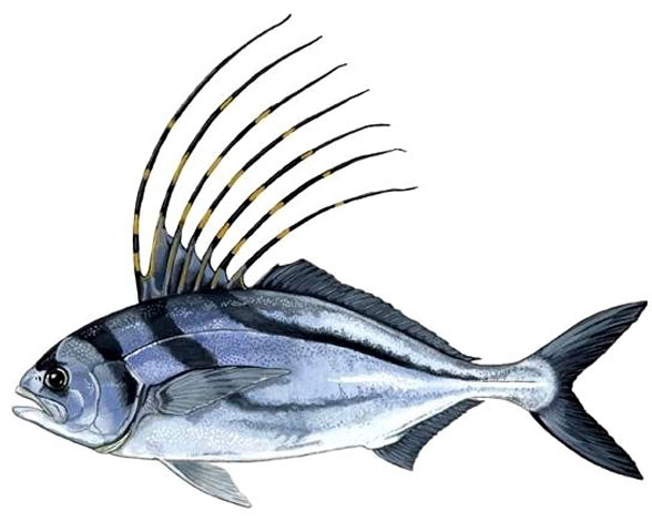 Roosterfish Nematistisu pectoralis