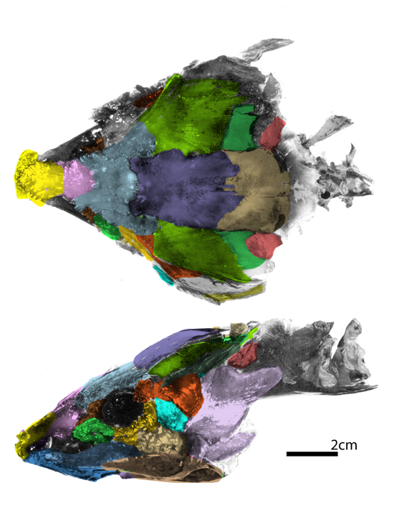 Neoceratodus skull