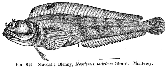 Neoclinus diagram