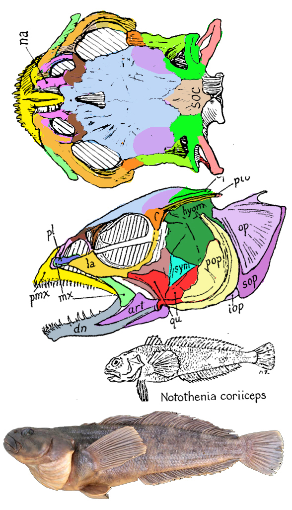 Notothenia skull