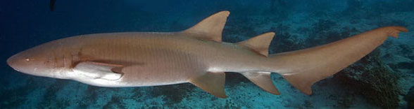 Nurse shark Ginglystoma in vivo