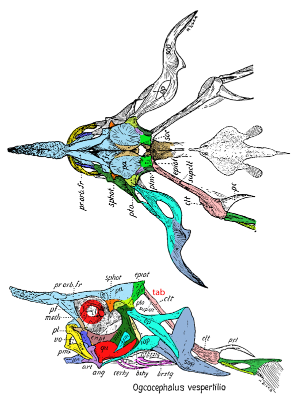 Ogcocephalus skull