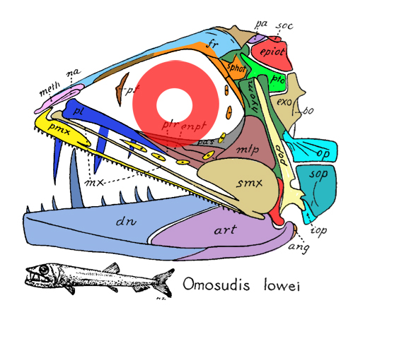 Osmosudis skull