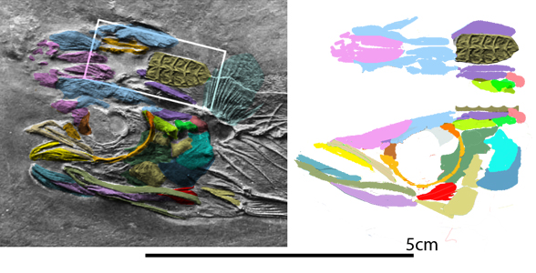 Opisthomyzon skull