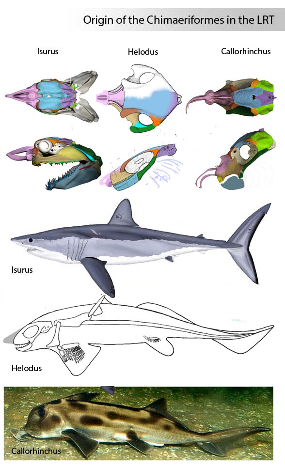 Origin of chimaeriformes including Helodus