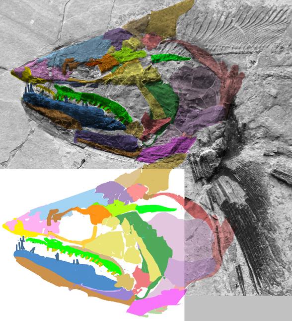 Orthocomus face 