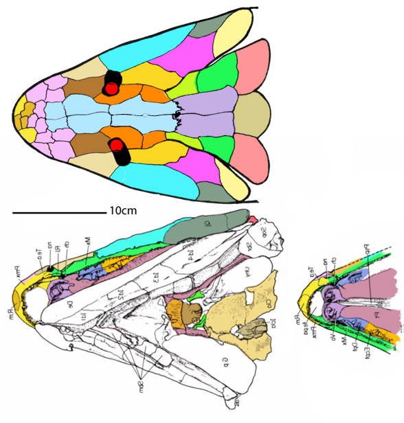 Panderichthys skull and palate