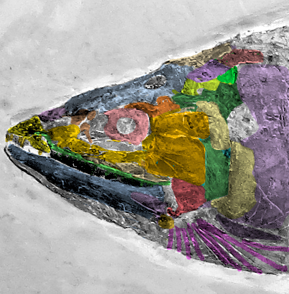 Pholidophorus radians skull