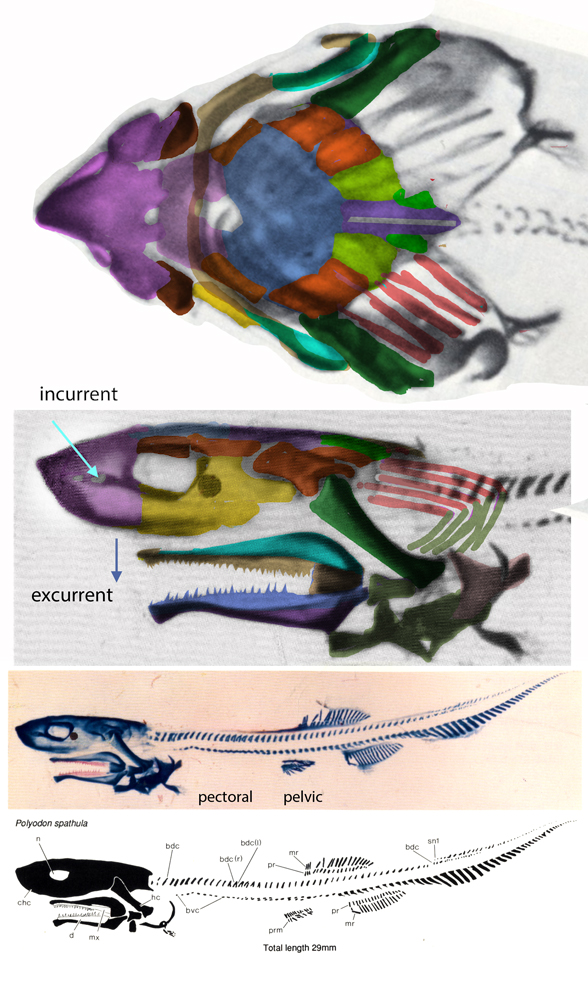 Polyodon juvenile