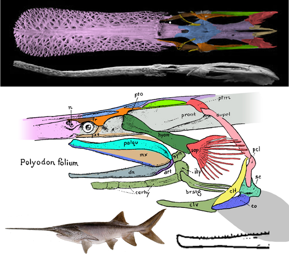 Polyodon skull diagram