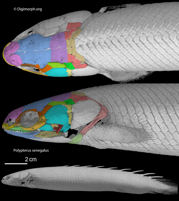 Polypterus senegalus