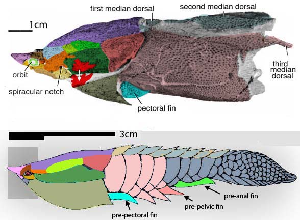 Poraspis gills