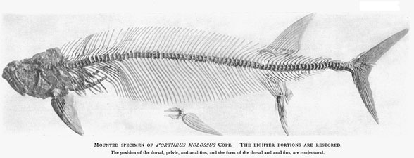 Portheus insitu