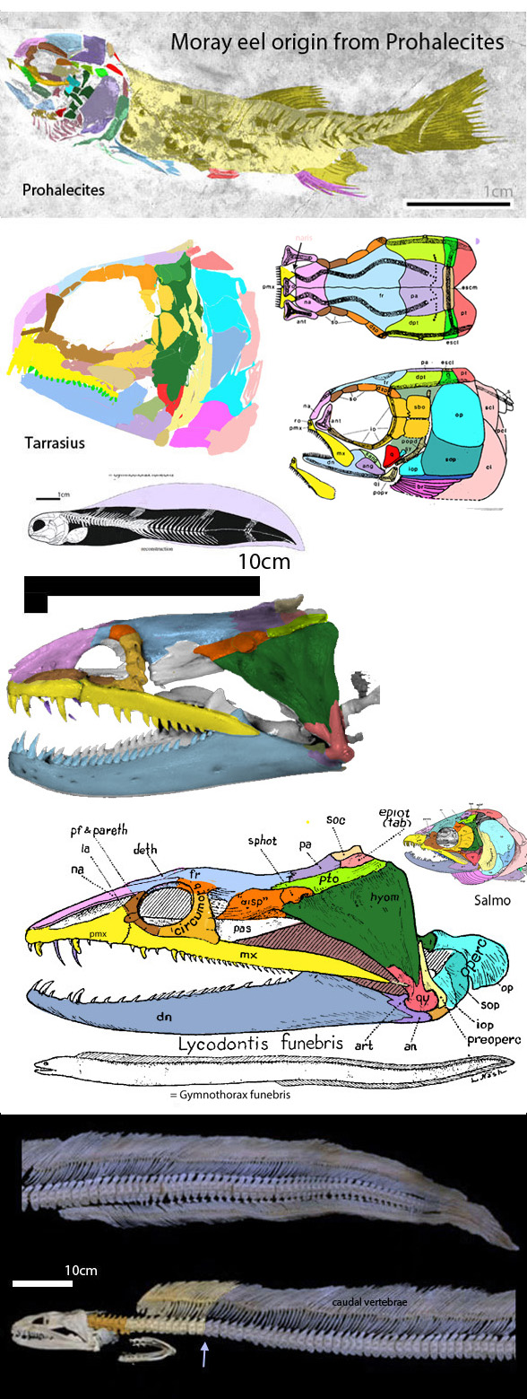 Prohalecites Gymnothorax