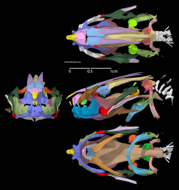 Protopterus skull