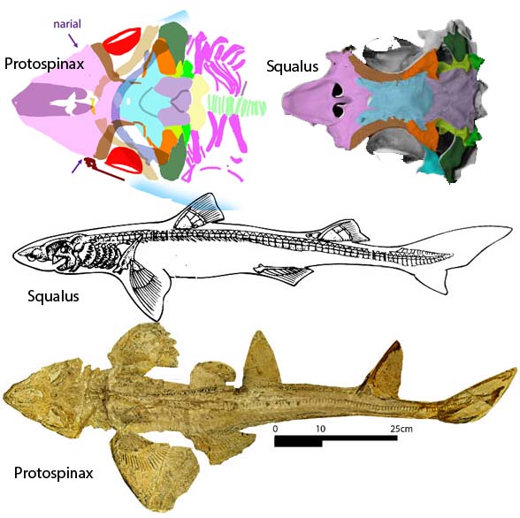 Protospinax fossil