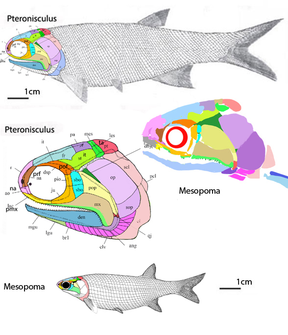 Pteronisculus and Brachyacanthus