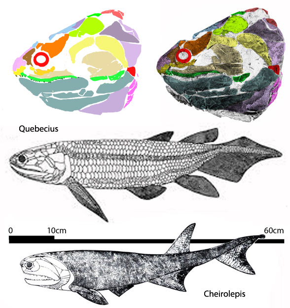 Quebecius and Cheirolepis classic