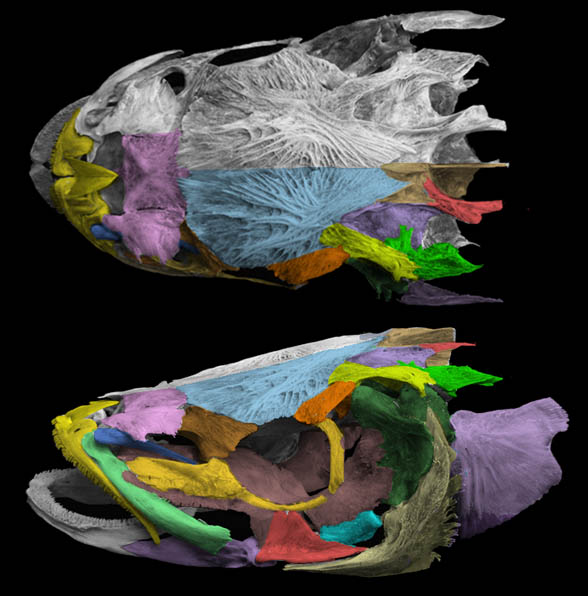 Rachycentron skull