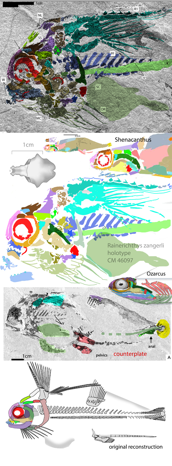 Rainerichthys skull