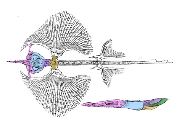 Raja clavata skeleton