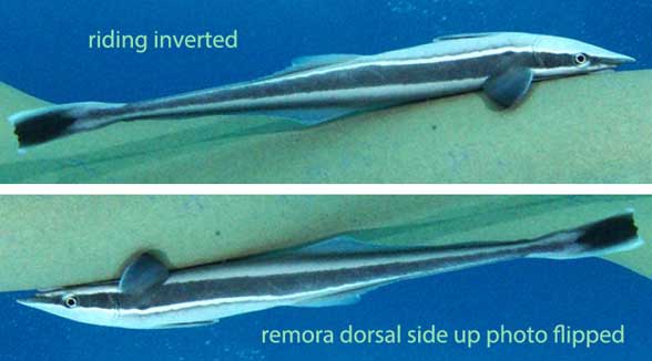 Remora in vivo