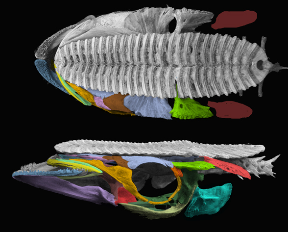 Remora skull