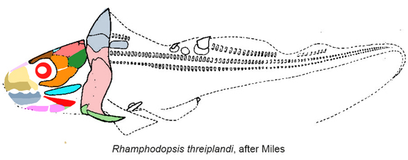 Rhamphodopsis