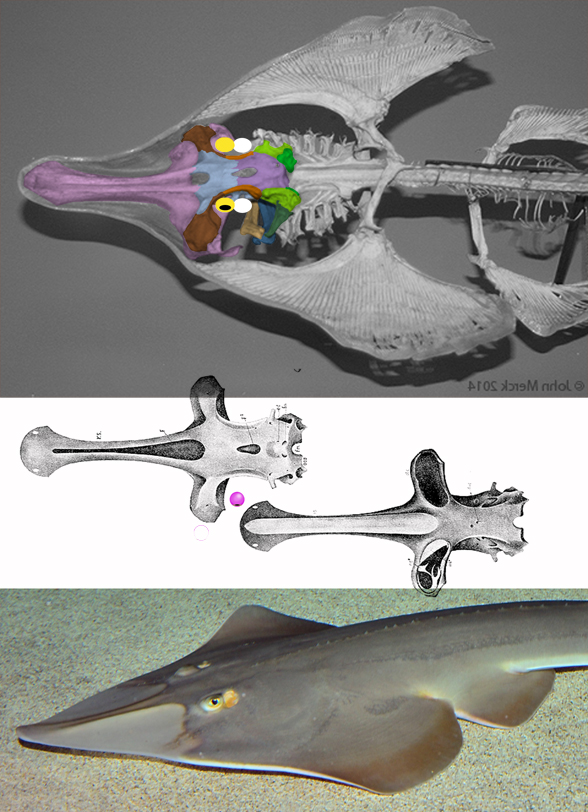 rhinobatos skull