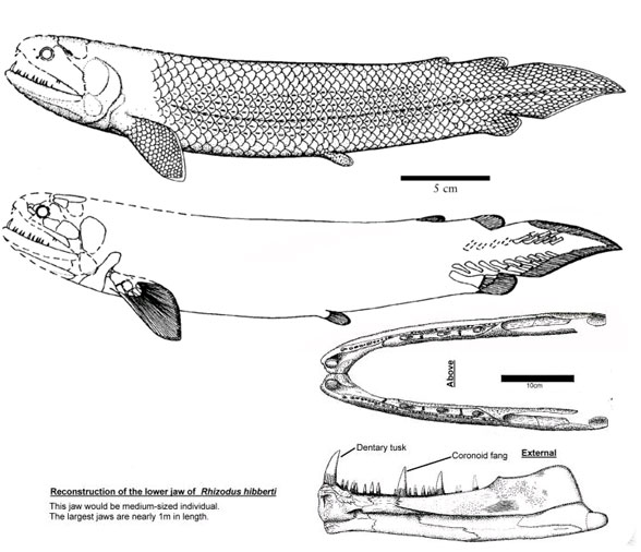 Rhizodus overall