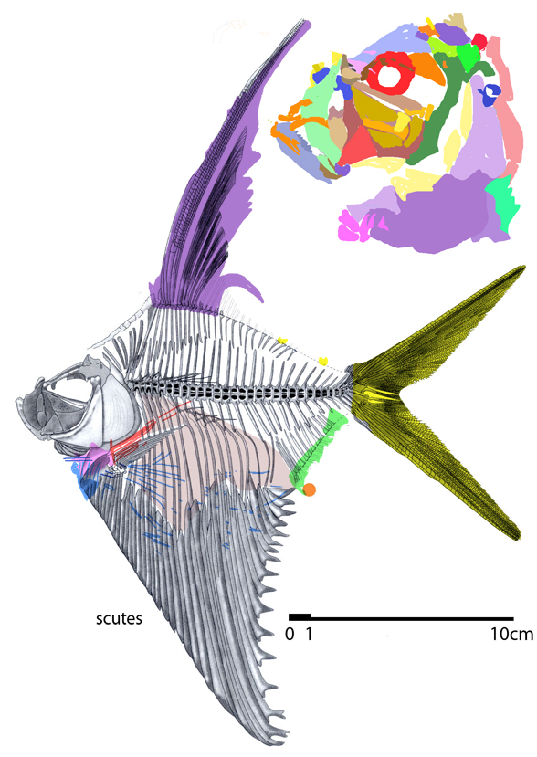 Rhombichthys overall