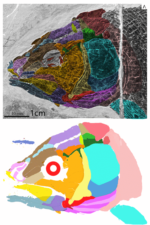 Robnustichthys skull