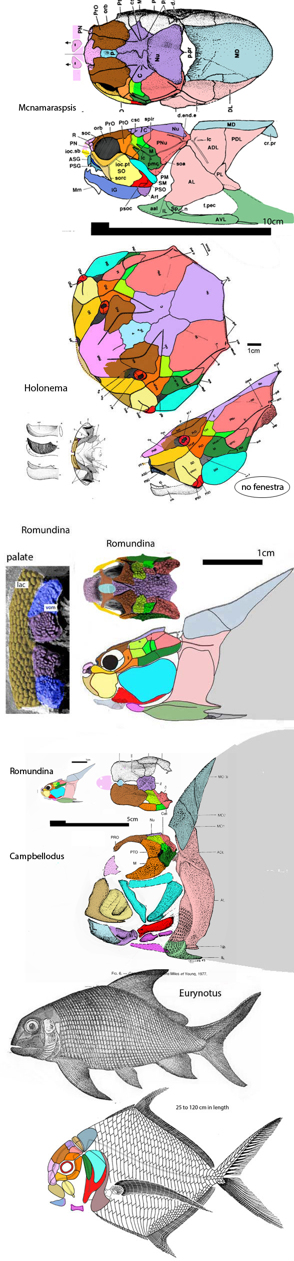 Romundina stellina skull