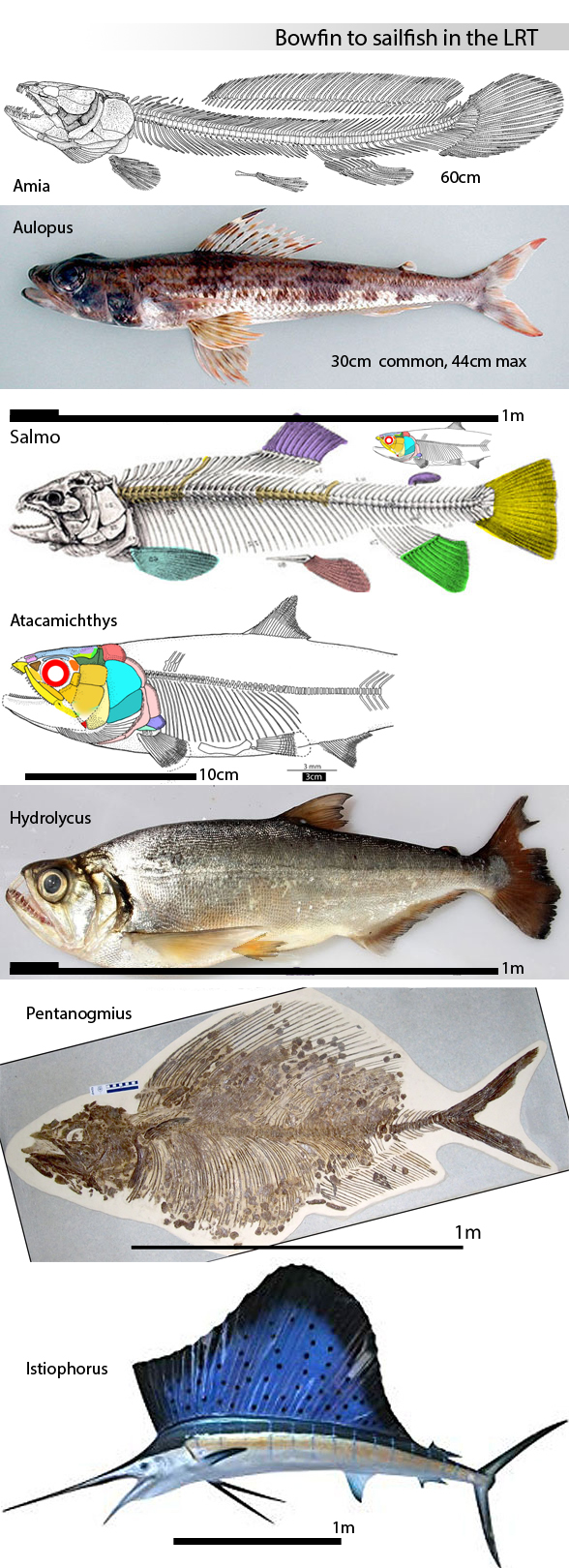 salmo skeleton