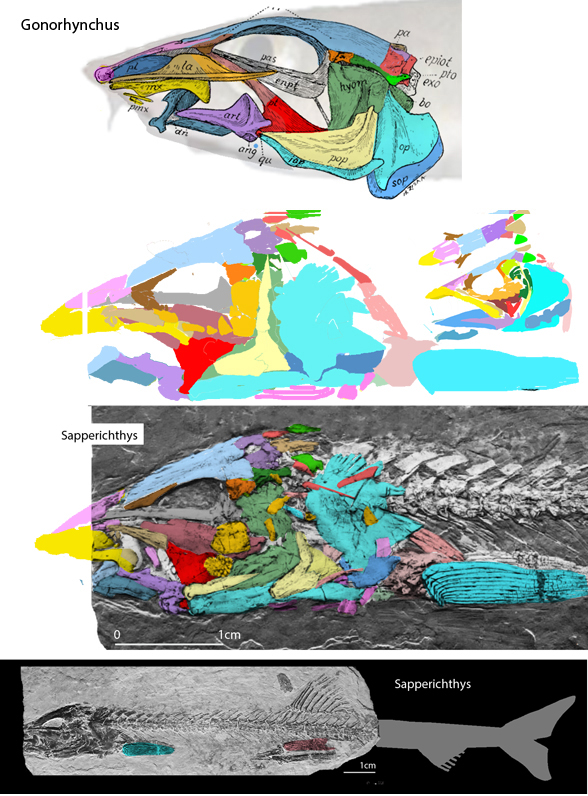 Sapperichthys compared