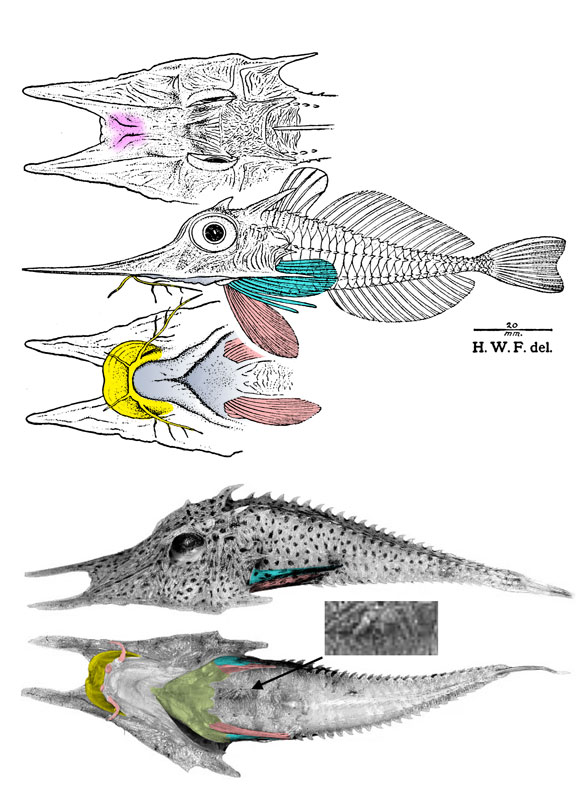 Satyrichthys-short specimens