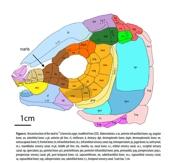 Scheenstia skull diagram