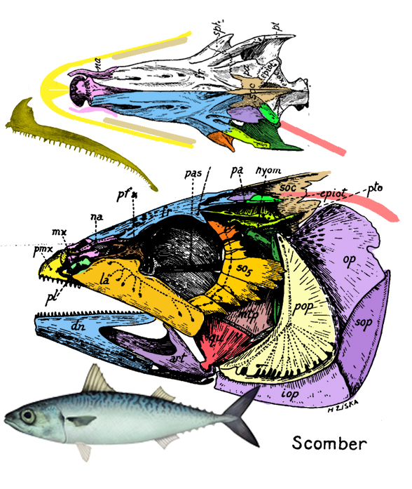 Scomber skull