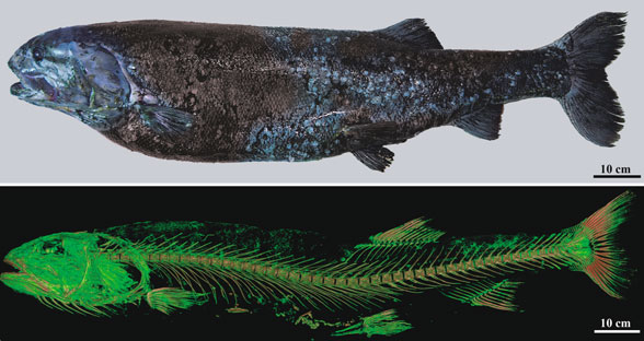 Narcetes in vivo and skeleton